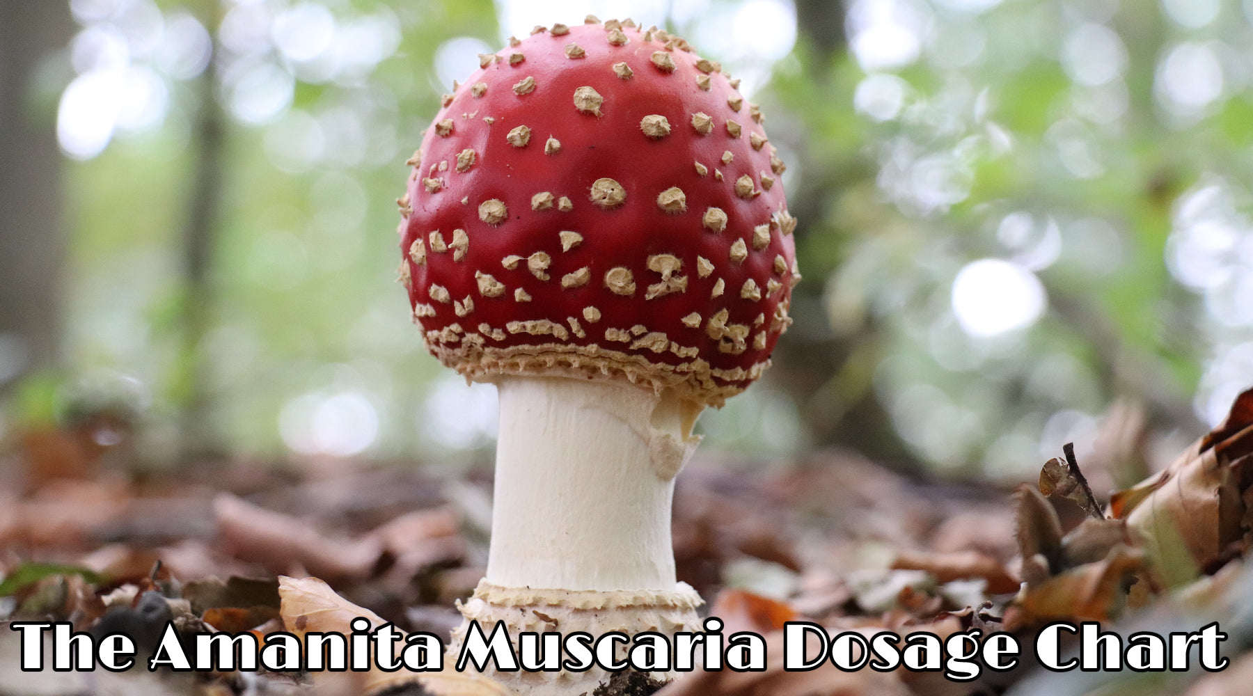 The Amanita Muscaria Dosage Chart