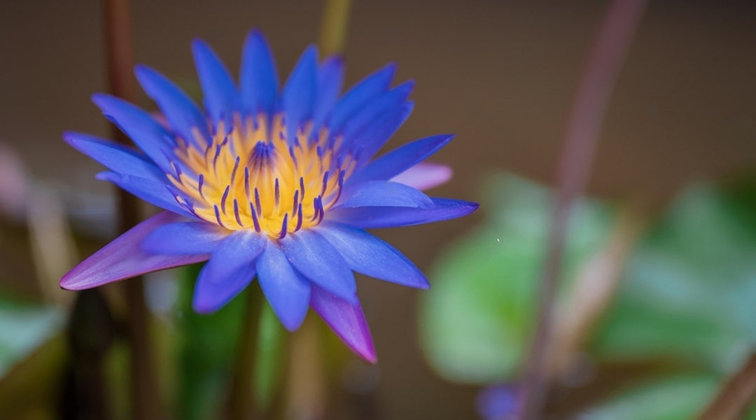 Blue Lotus Flower