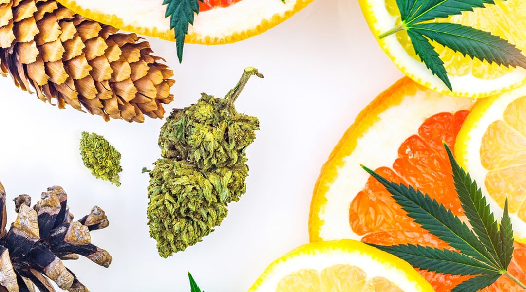 What Are Cannabis Derived Terpenes?
