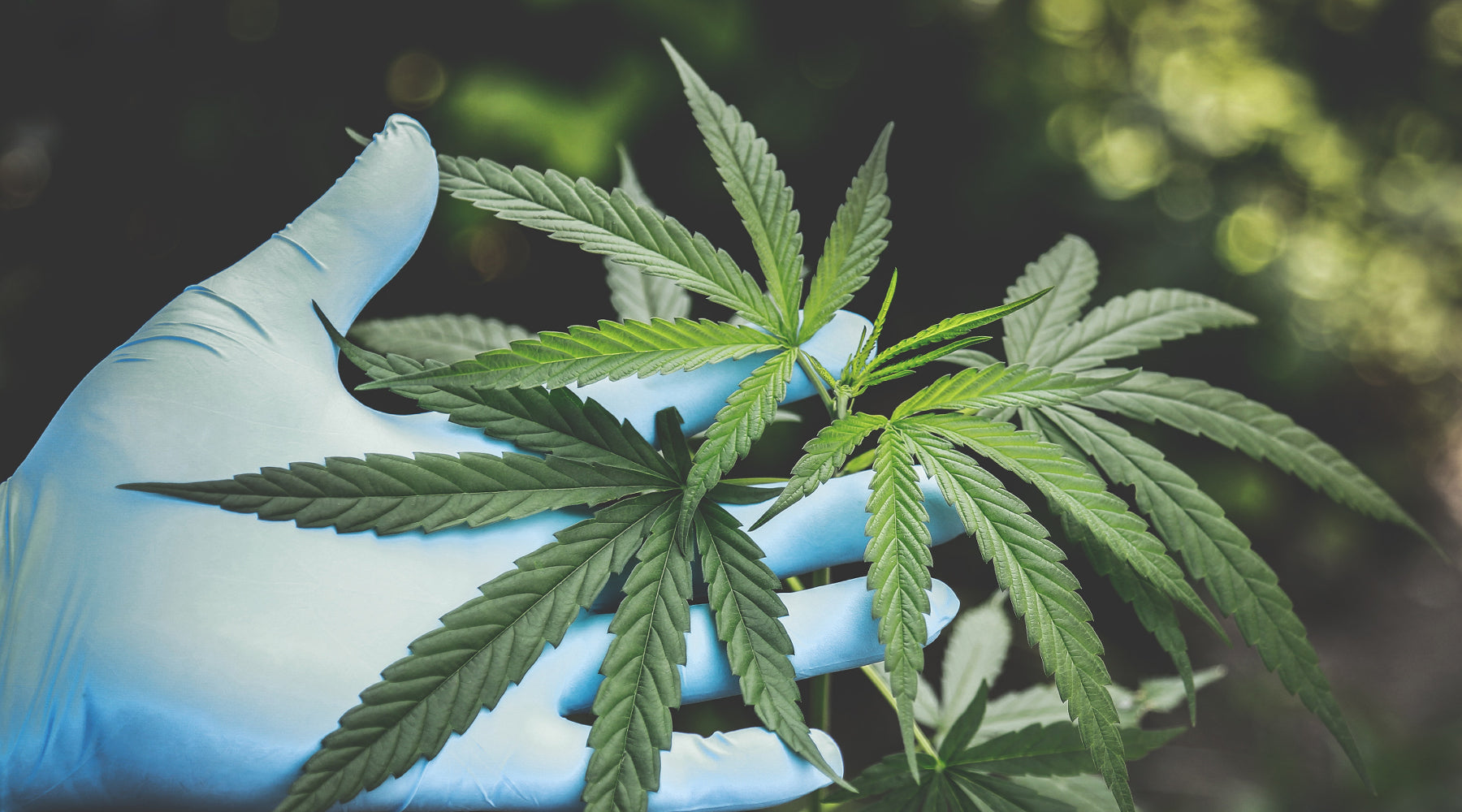 Is Delta-9 Regular Weed? Unveiling the Chemistry Behind Your High