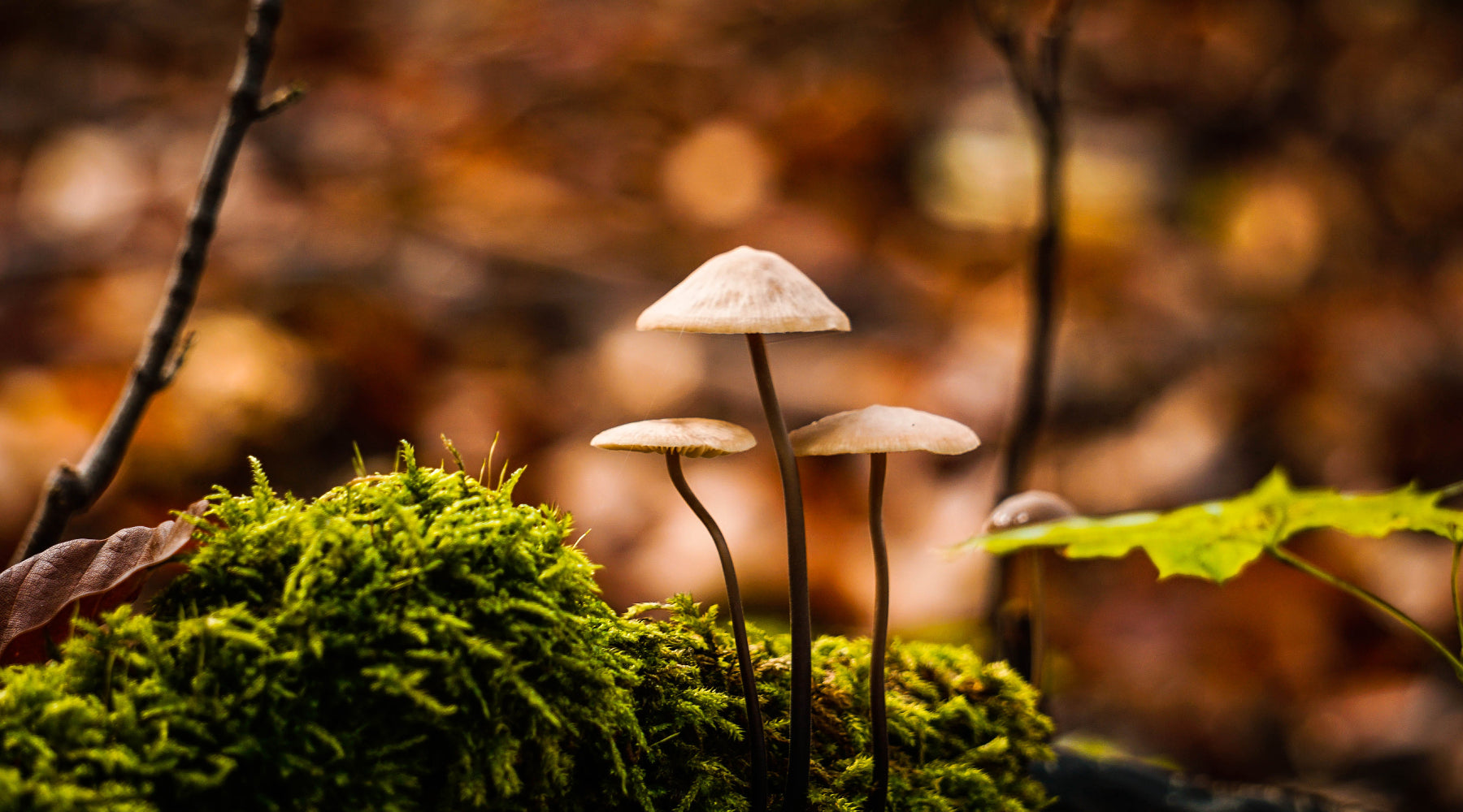 Mushroom Foraging