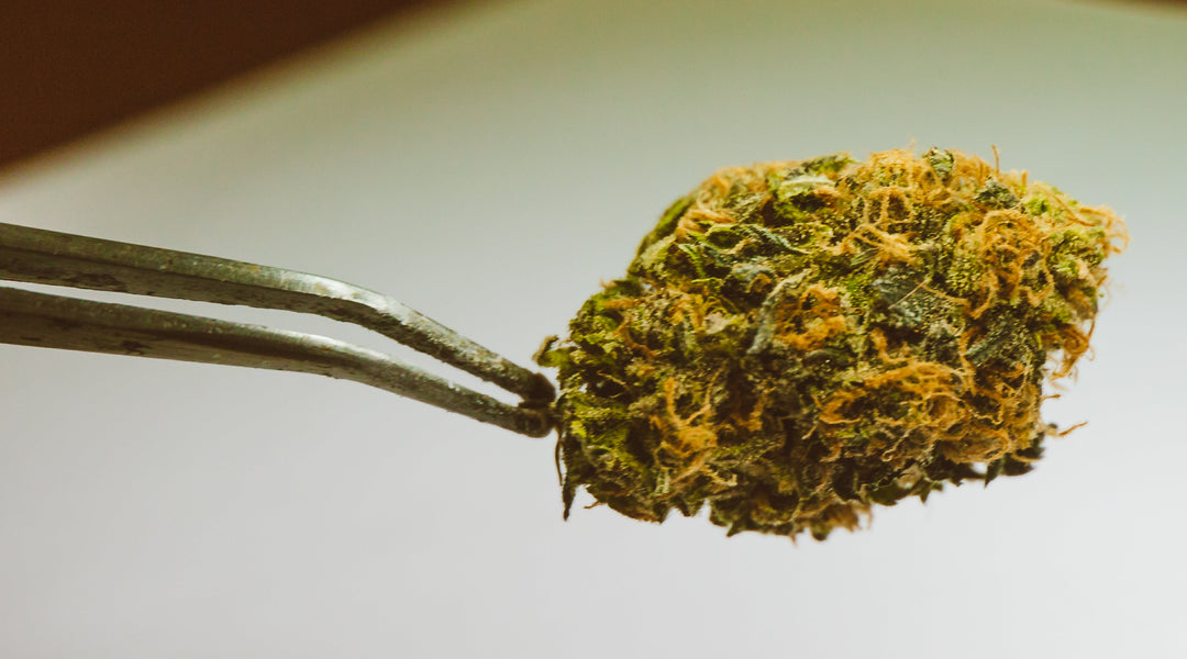 Strain of the Week: G13