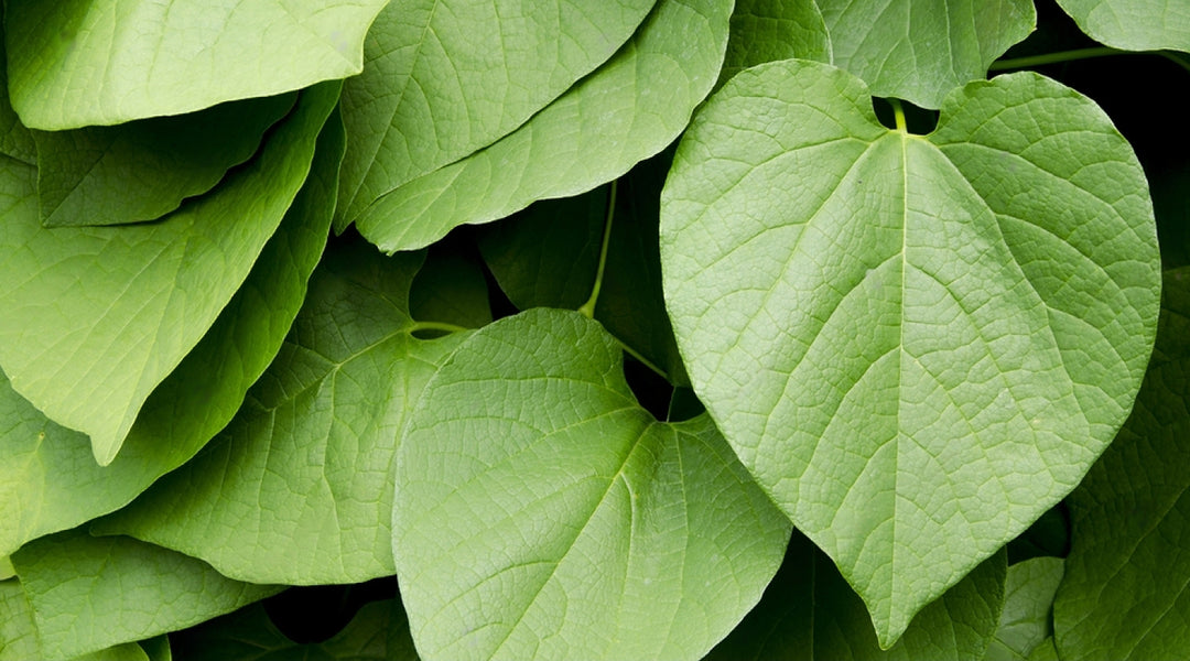 What is Kava?