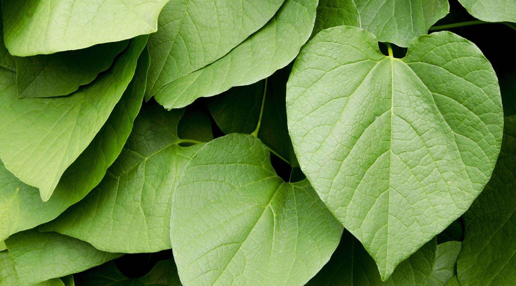 What is Kava?