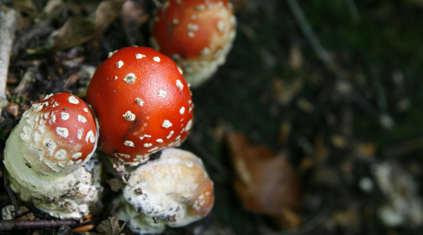 Do Magic Mushrooms Show Up on Urine Test? What You Need to Know