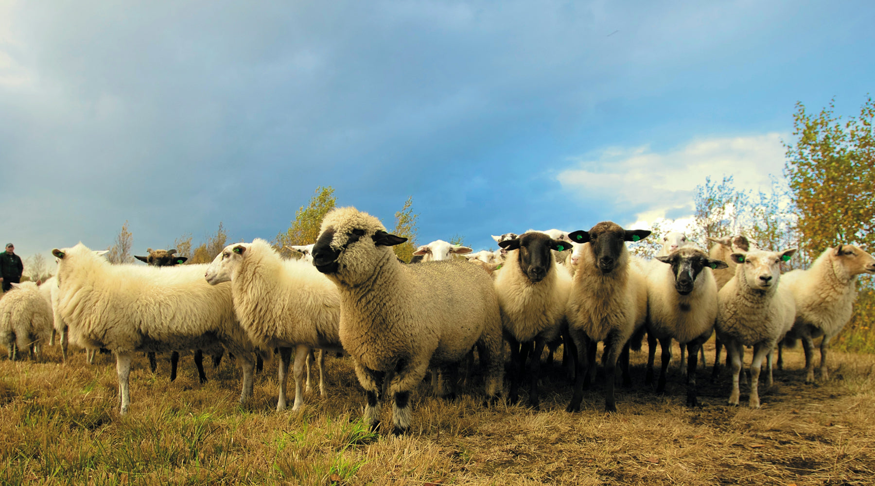 Hungry Sheep